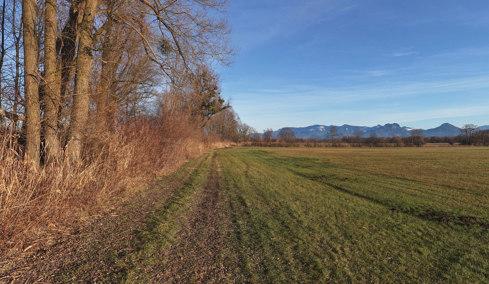 Am Wiesenrand bei Au im Winter 2024